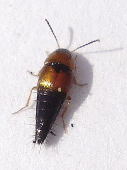 Photograph of rove beetle.